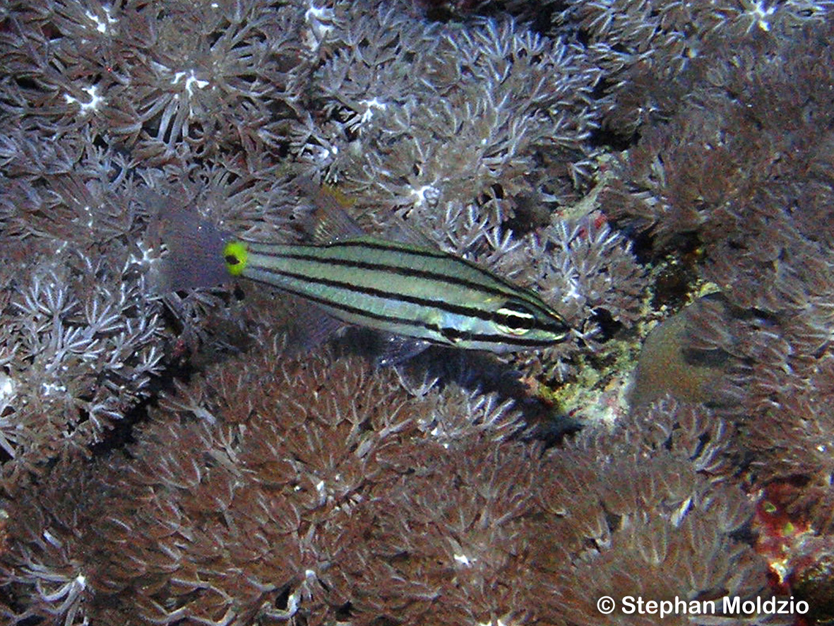 PER4 Cheilodipterus quinquelineatus PB159084.jpg